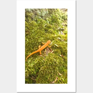 Red Spotted Newt Posters and Art